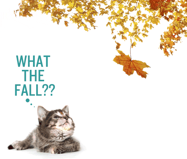 Cats Eyes GIF Find & Share on GIPHY