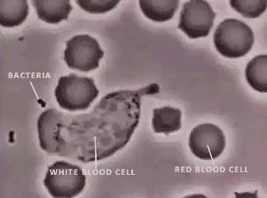 Blood Cell GIF