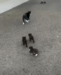Mama cat and her kittens in cat gifs
