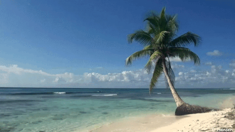 Tropical GIF - Find & Share on GIPHY
