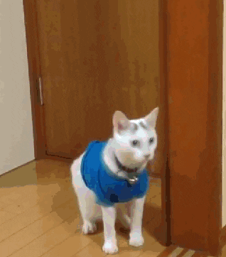 random cat gif