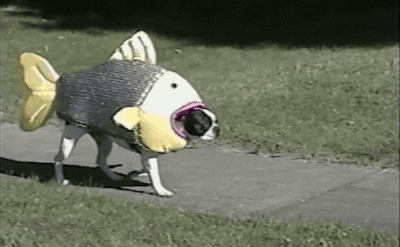 Gif of a dog wearing a fish costume.