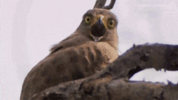 This Is Awesome Bald Eagle GIF - Find & Share on GIPHY