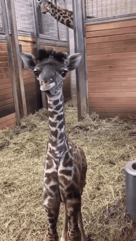Cute Giraffe GIF - Find &amp; Share on GIPHY