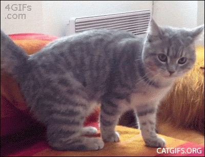 Cats Falling GIF - Find & Share on GIPHY