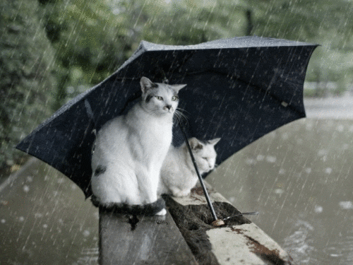 Rain Umbrella GIF - Find & Share on GIPHY