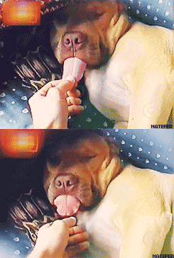 Cheezburger funny dog cute funny dog