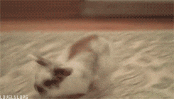 rabbit animated GIF