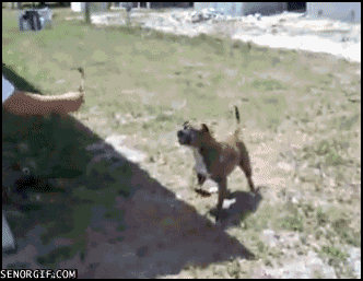 Puppy Crying At Night >> Dog You So Crazy GIFs - Find & Share on GIPHY Puppy Crying At Night >> Dog You So Crazy GIFs - Find & Share on GIPHY