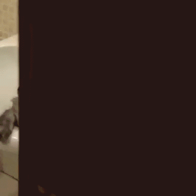 giphy.gif