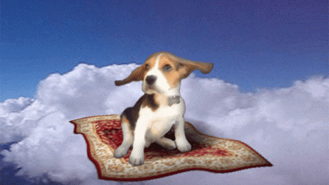 Flying Doggy best Gif