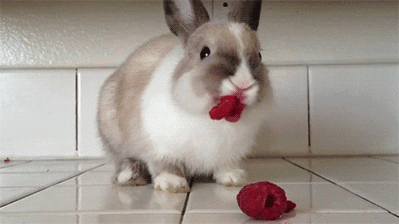 Netherland Dwarf rabbit eating raspberry