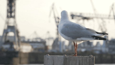 Germany Seagull GIF by Mein Hamburg - Find & Share on GIPHY