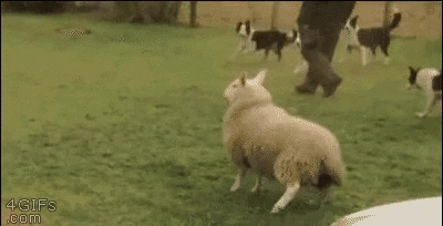 Sheep Wants to be a Dog gif