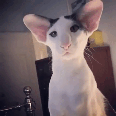 giphy-downsized-large.gif