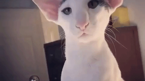 Cute Kitty best Gif