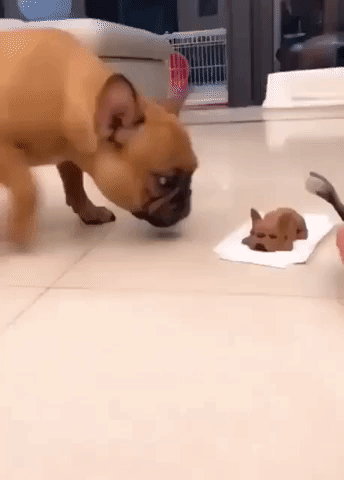 You scared the hell out of me hooman in funny gifs