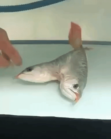 29 неприятных, странных и даже ужасных фотографий, которые лучше бы мы вообще не видели неприятные фотографии, странные фотографии, ужасные фотографии, фотографии которых лучше бы мы вообще не видели