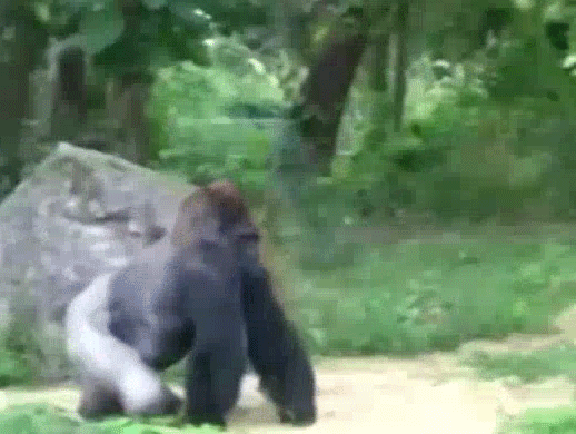 Gorilla GIF - Find & Share on GIPHY