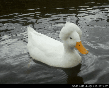 Canard GIFs - Find & Share on GIPHY