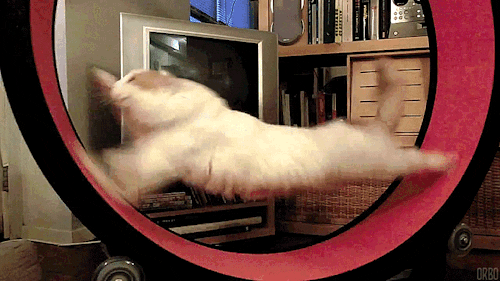 Hamster Running Wheel GIFs Find & Share on GIPHY