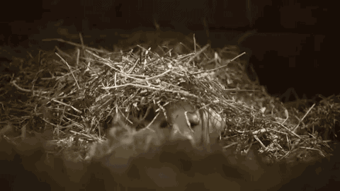 Little puppy in a haystack