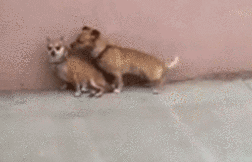 Dogs Sex Doggy GIF