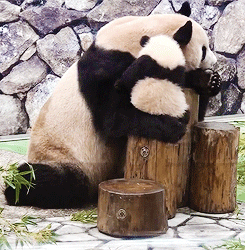 Panda bear gif find share on giphy