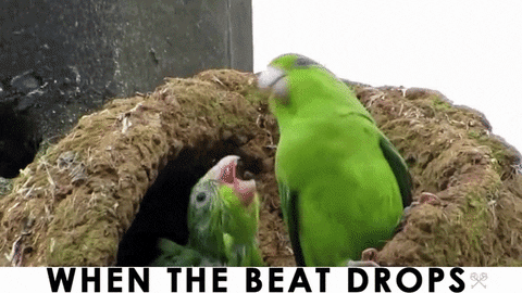 beat drops