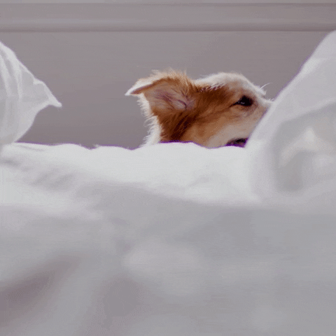 cute dog in bed saying oh, hello