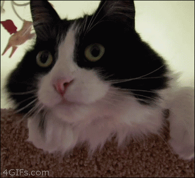 Gif of a surprised cat