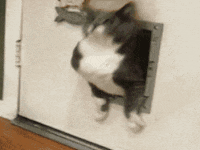 Image result for fat cat gifs