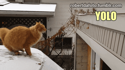 gatito tratando de saltar