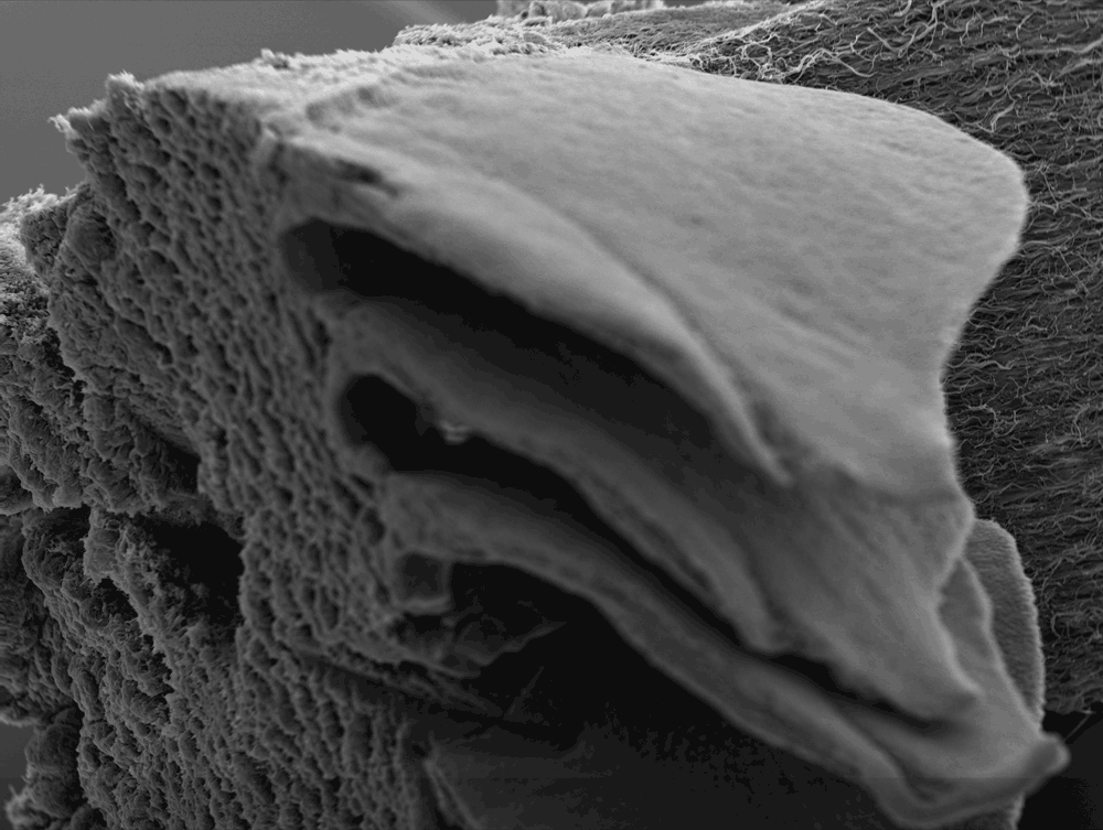 Microscopy GIF Find & Share on GIPHY