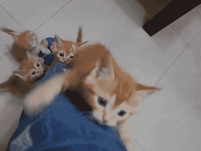  cat kitten climbing leg GIF
