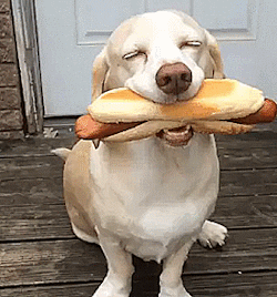 Stoned Dog GIF - Find & Share on GIPHY