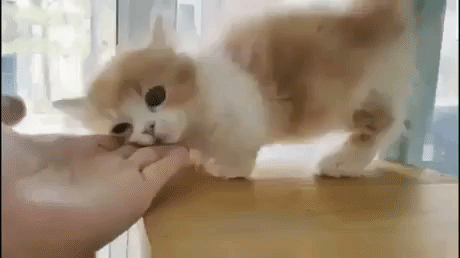 Play With Me Hooman in funny gifs