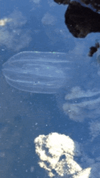 Gom Candiddingdongs Kogaru GIFs - Find & Share on GIPHY Gom Candiddingdongs Kogaru GIFs - Find & Share on GIPHY