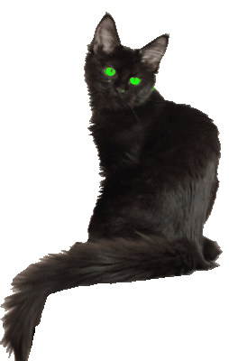 Black Cat Stickers - Find & Share on GIPHY