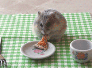 Hamster GIFs - Find & Share on GIPHY