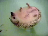 floating hedgehog