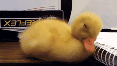 Feeling Sleepy best Gif