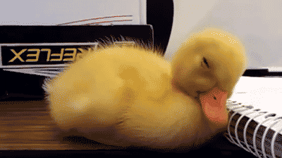 como evitar repetições: Gif de um um pato caindo no sono em cima de um caderno.