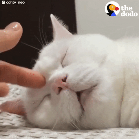 Purring Cat GIF by The Dodo - Find & Share on GIPHY