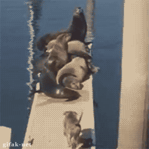 Ocean GIF