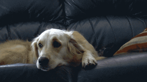 Eyebrow GIF - Find & Share on GIPHY