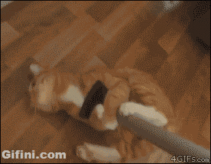 GIF or a looped video of a Cat hanging on to a mop while it's being used