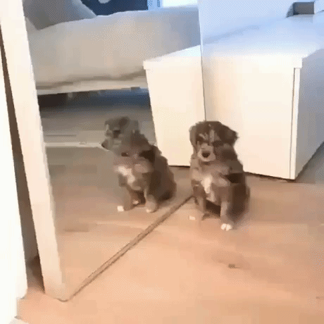 Mirror mirror on the wall in animals gifs
