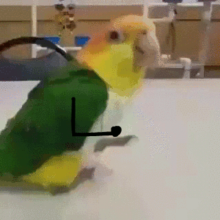 Funny Caique parrots