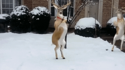 dancing christmas snow winter holidays